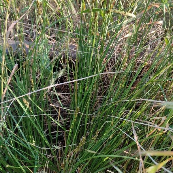 Carex spicata Habit