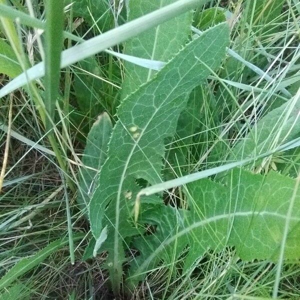 Sonchus maritimus 葉