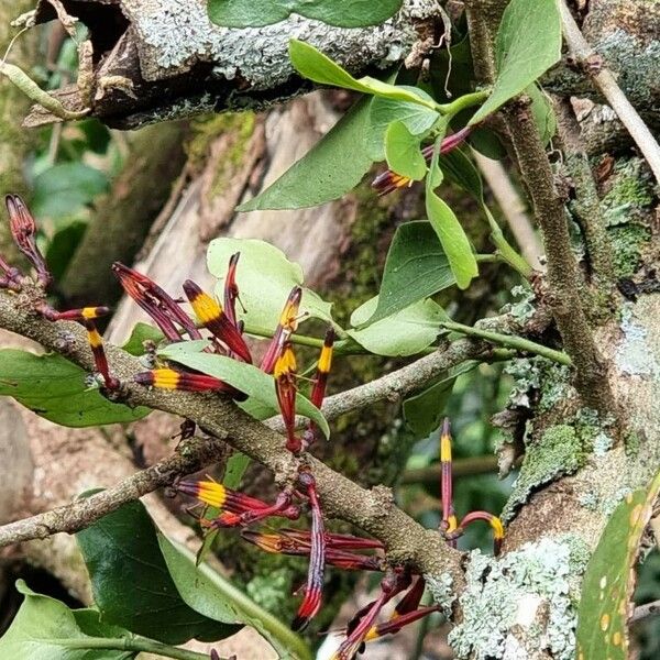 Agelanthus oehleri Flower