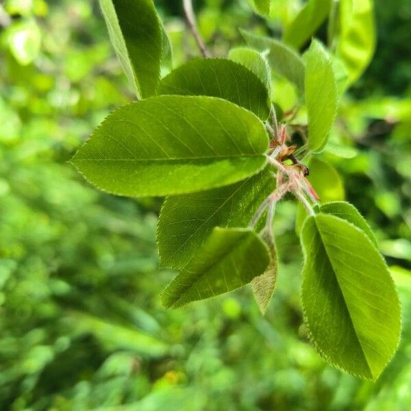 Amelanchier ovalis Листок