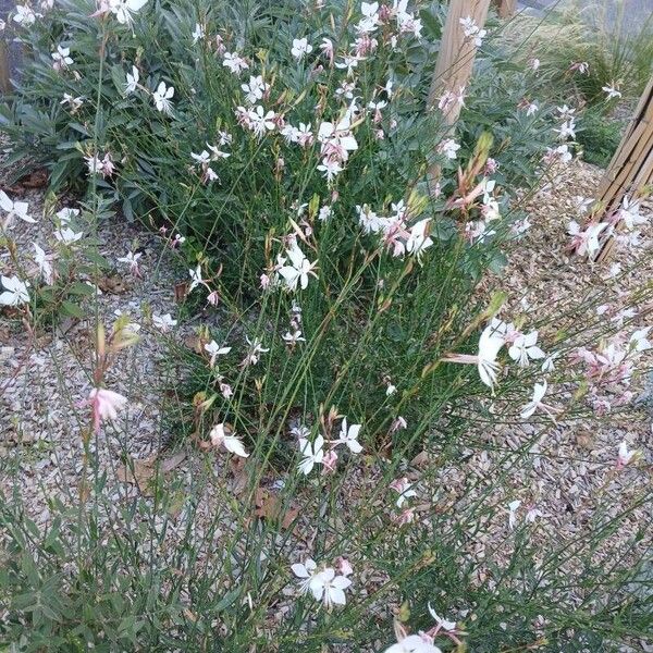 Oenothera lindheimeri Plante entière