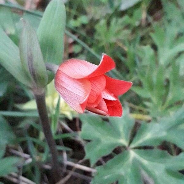 Anemone pavoniana Flor