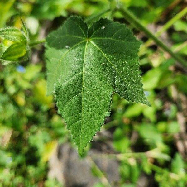 Hibiscus vitifolius Folio