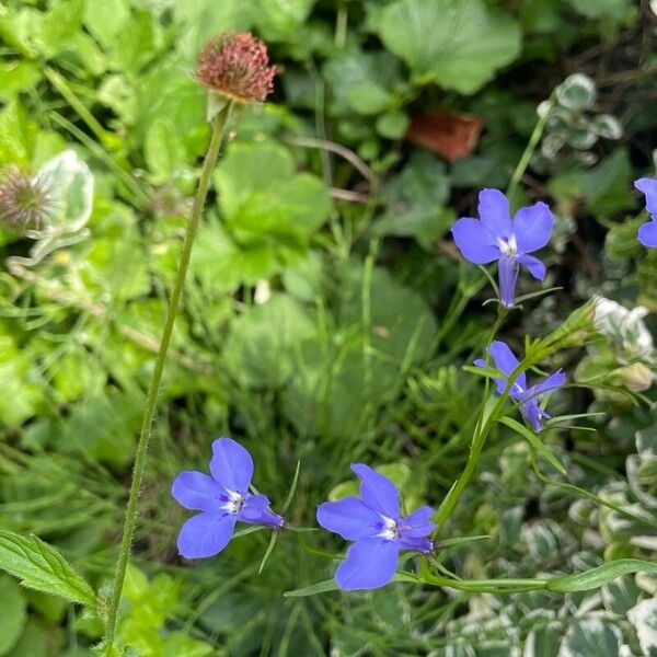 Lobelia erinus Flower