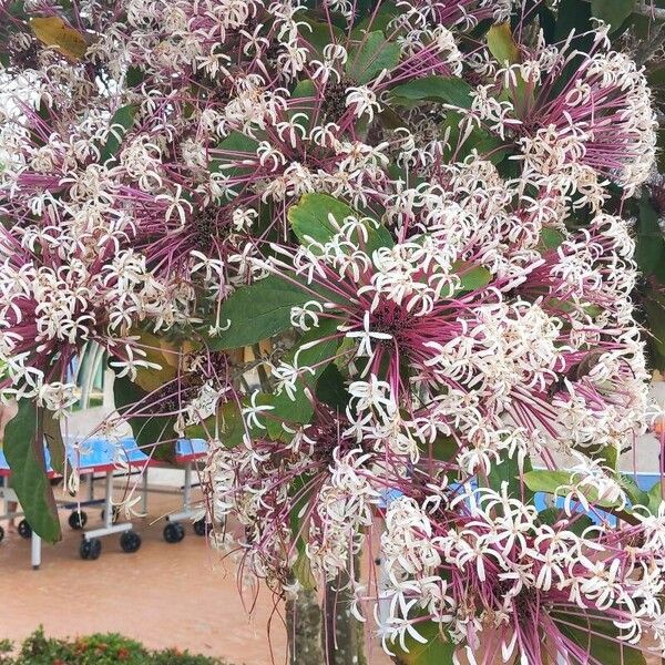 Clerodendrum quadriloculare Floro