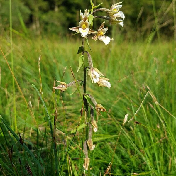 Epipactis palustris 花