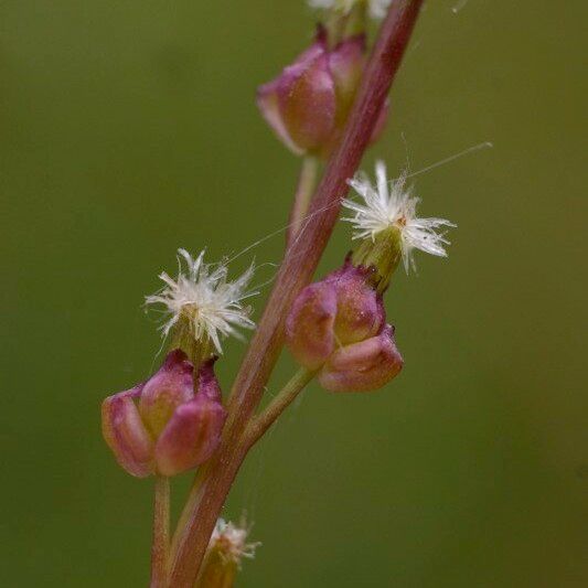 Triglochin palustris Кветка