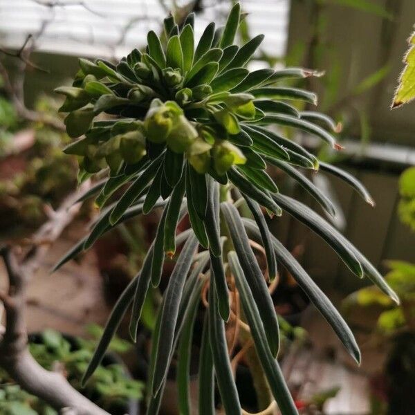 Euphorbia × martini പുഷ്പം