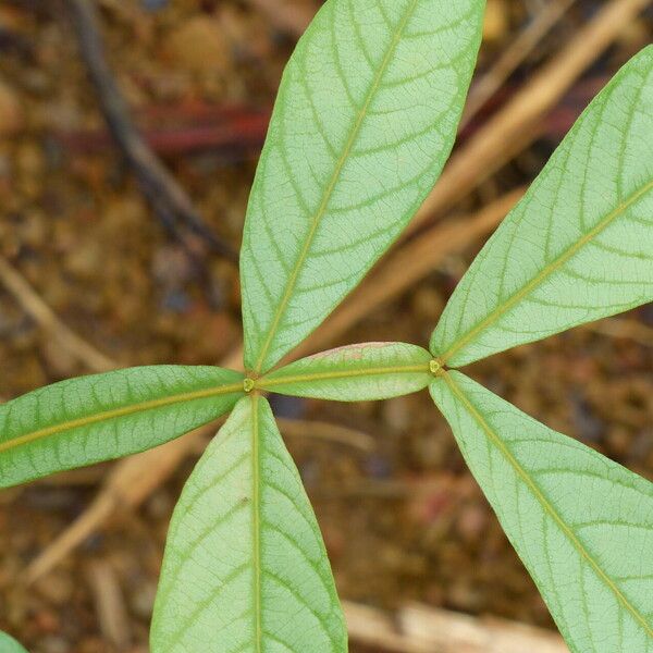 Inga edulis Folha