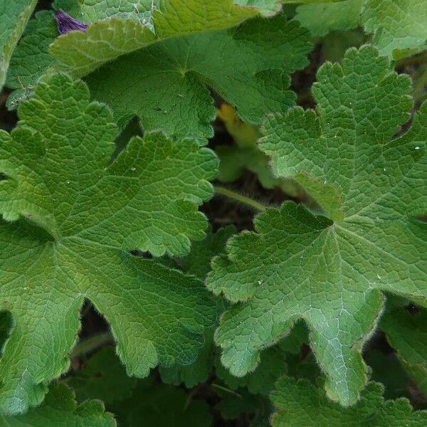 Geranium platypetalum Leaf