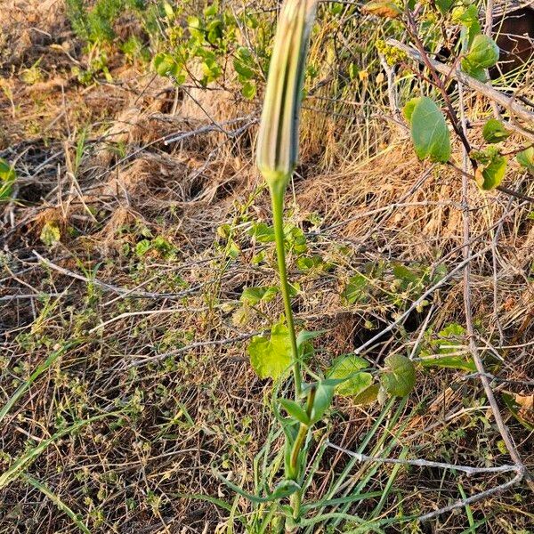 Tragopogon dubius Flor