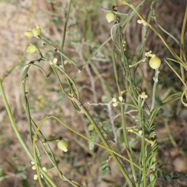 Cassytha filiformis Плод