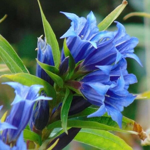 Gentiana asclepiadea Flower