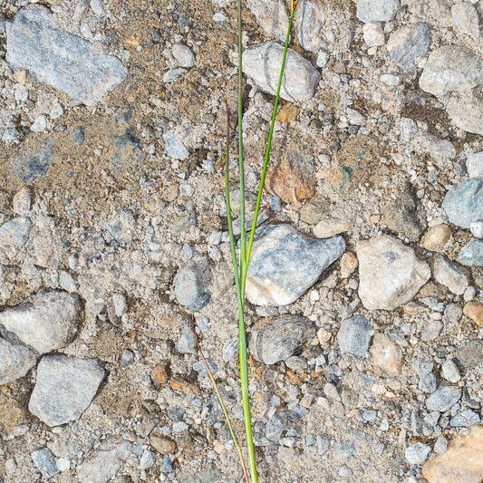 Juncus alpinoarticulatus Kaarna