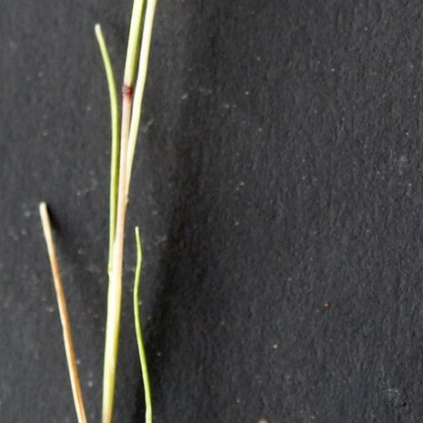 Parapholis filiformis Leaf