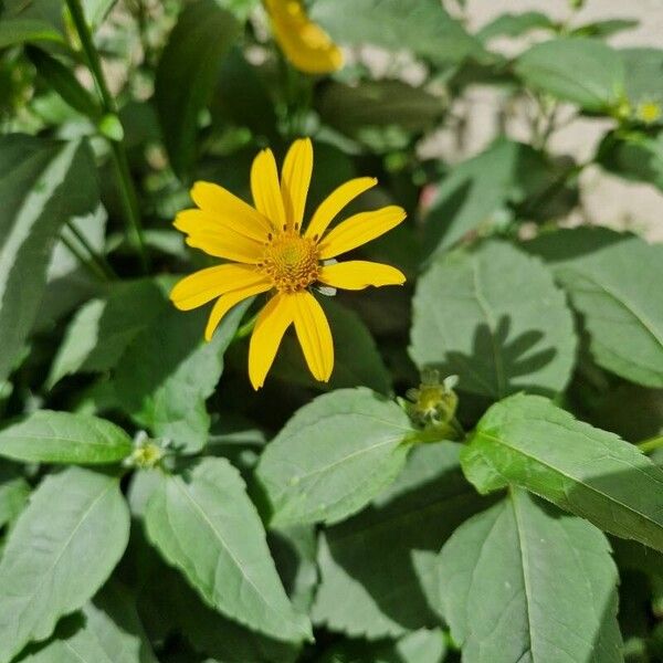 Heliopsis helianthoides Flower