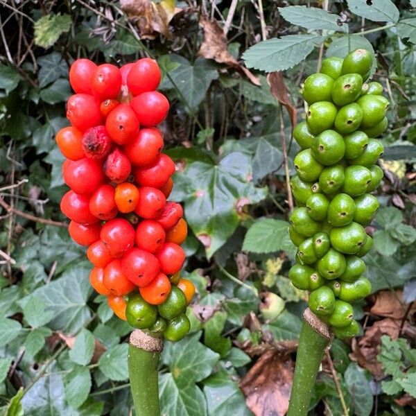 Arum cylindraceum Owoc