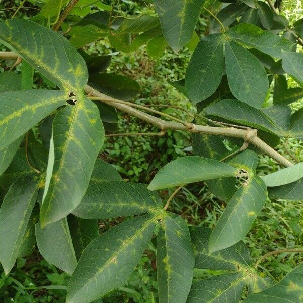 Hevea brasiliensis Bark