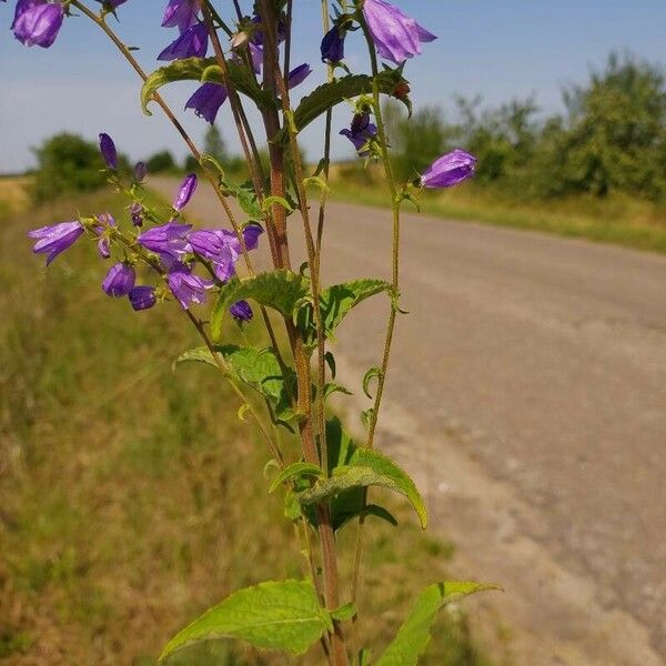 Campanula bononiensis Leht