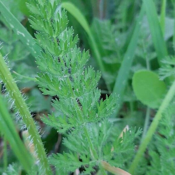 Daucus carota Blatt