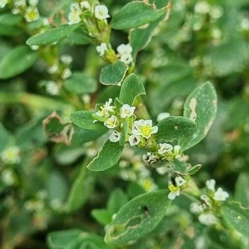 Polygonum aviculare Цветок