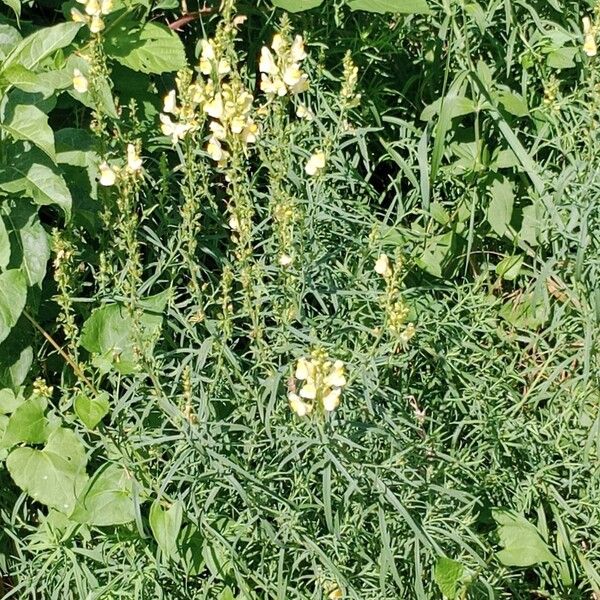 Linaria vulgaris Habitat