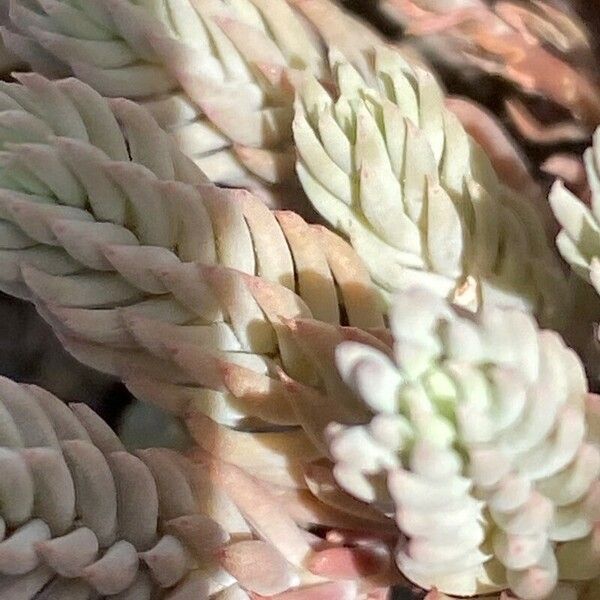 Petrosedum ochroleucum Hostoa