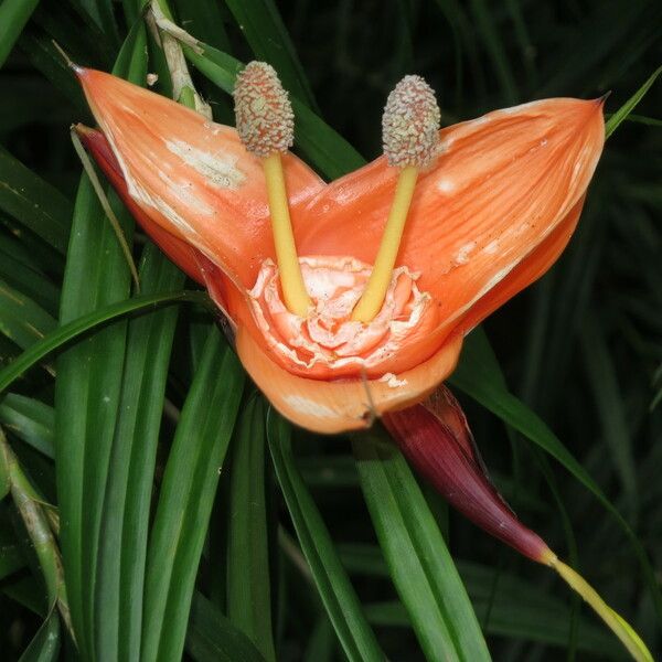 Freycinetia cumingiana Flor