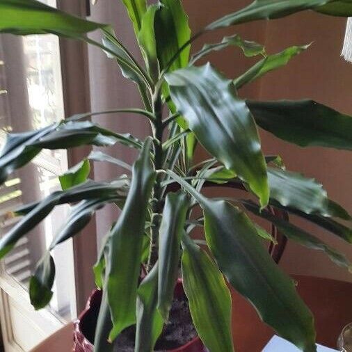 Dracaena fragrans List