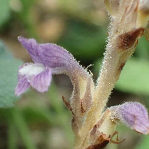 Orobanche nana Bloem