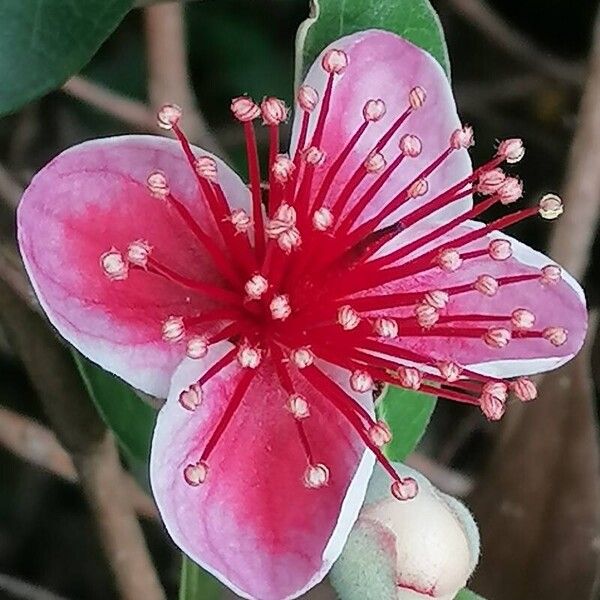 Feijoa sellowiana പുഷ്പം