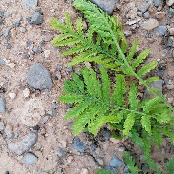 Tanacetum vulgare Folla