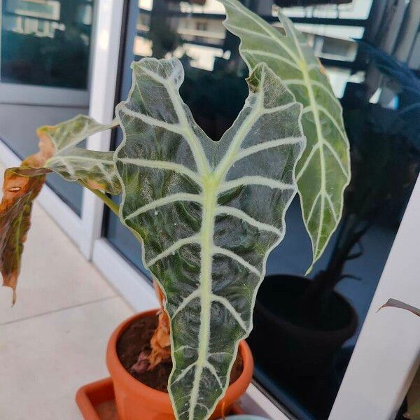 Alocasia longiloba Blad