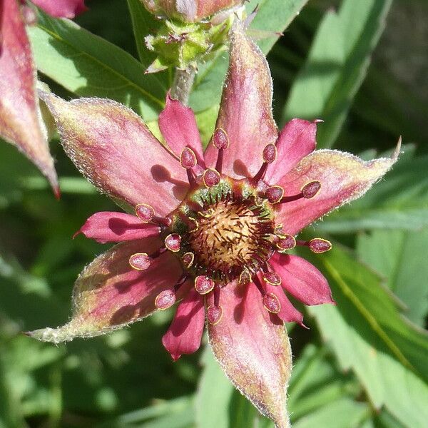 Comarum palustre Flower