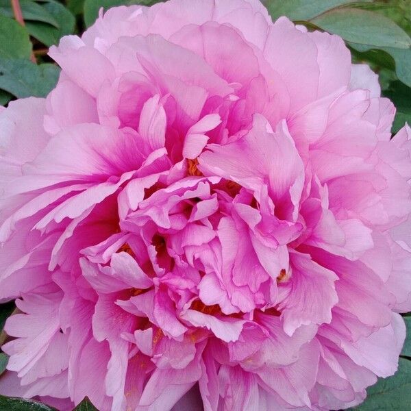 Paeonia × suffruticosa Cvet