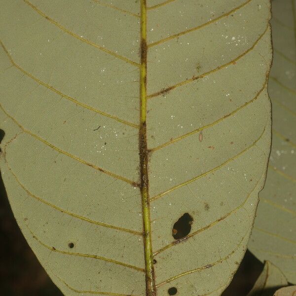 Virola sebifera Bark