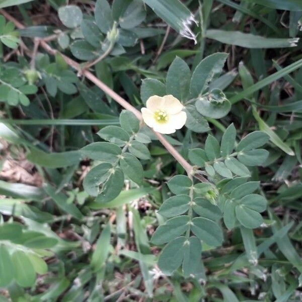 Kallstroemia maxima Flower