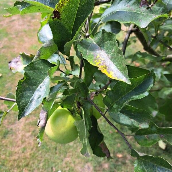 Malus domestica Folha