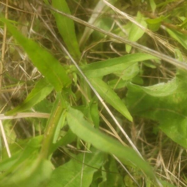 Campanula rapunculus Leaf