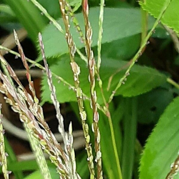 Digitaria ciliaris Flower