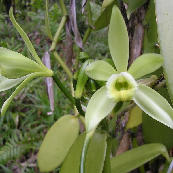 Vanilla planifolia Floare