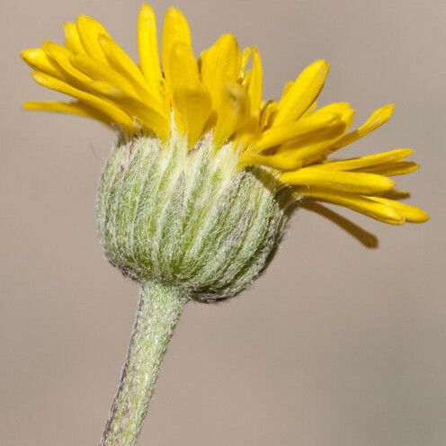 Erigeron linearis Virág