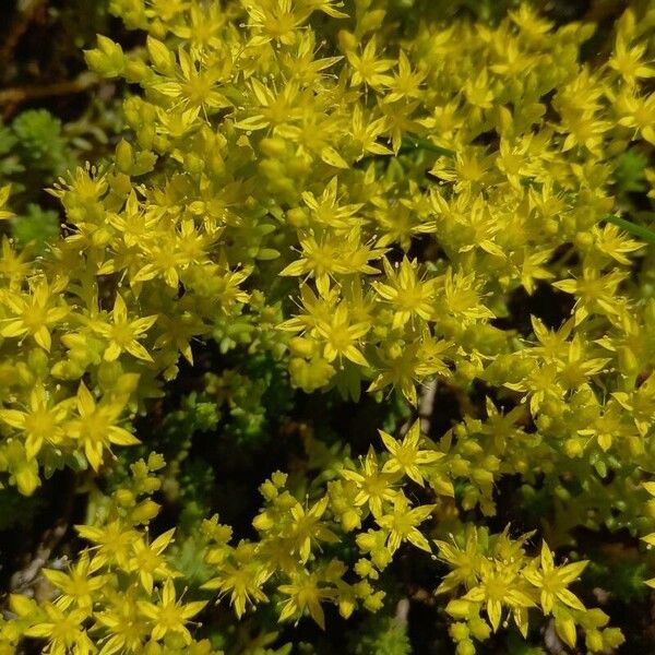 Sedum acre Flor