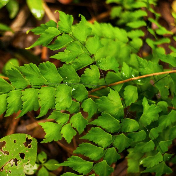 Adiantum trapeziforme Ліст