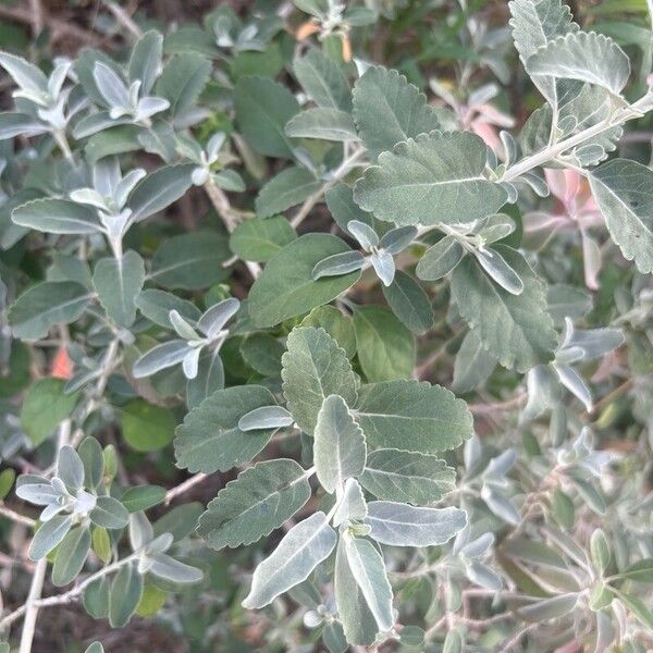 Teucrium heterophyllum Fuelha