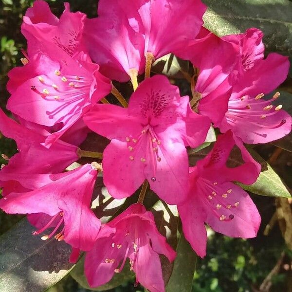 Rhododendron spp. Flower