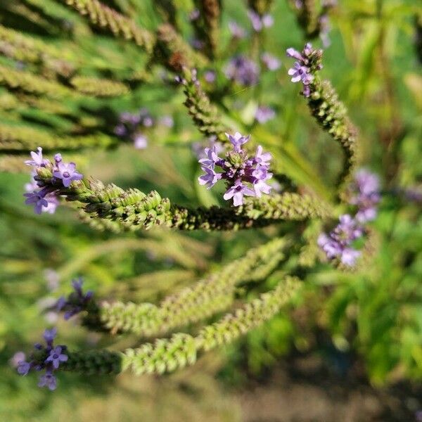 Verbena hastata Kvet