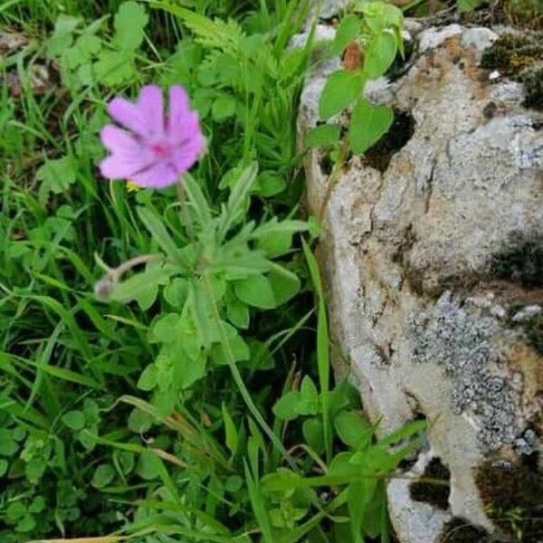 Geranium tuberosum फूल