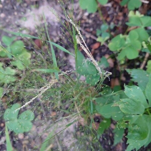 Panicum capillare Deilen