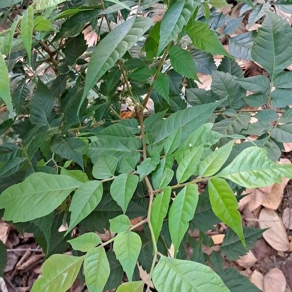Clausena lansium Leaf